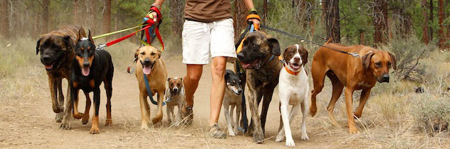 Ruff Wear - Hundeartikel für aktive Hunde